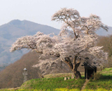 アホの川内